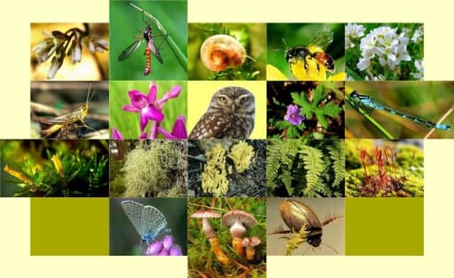 Our 5th Grade Students Celebrated Biodiversity Day with Photos